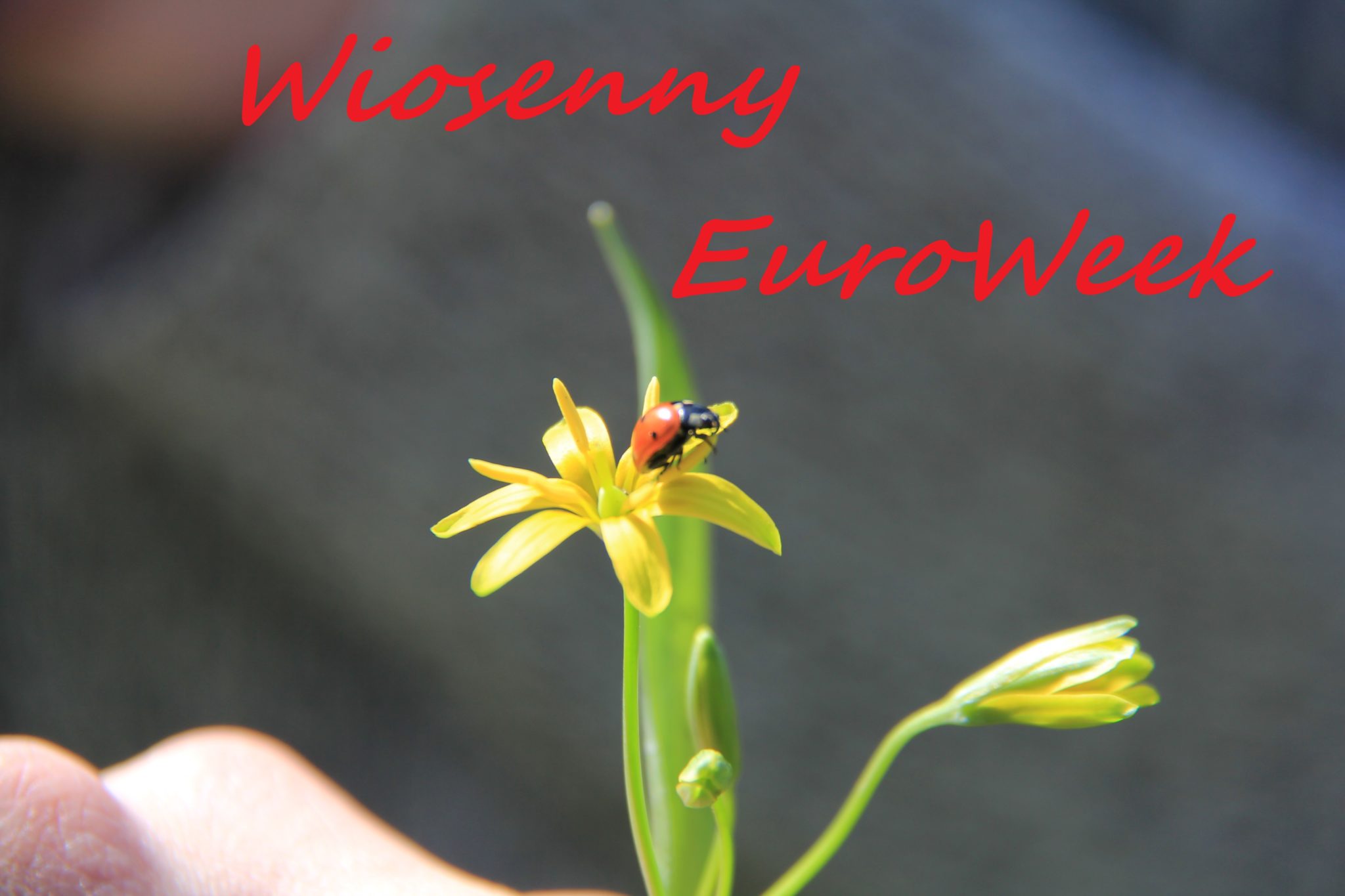 Wiosenny EuroWeek